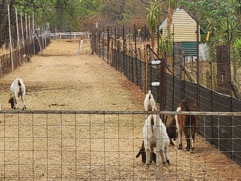SHEEP and CATTLE farm with Three houses and Rental Income - Photo 2