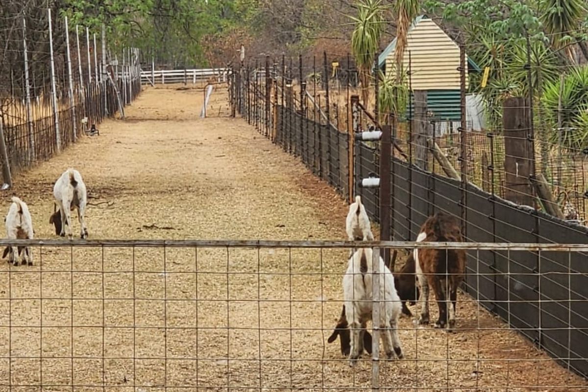 SHEEP and CATTLE farm with Three houses and Rental Income - Photo 4