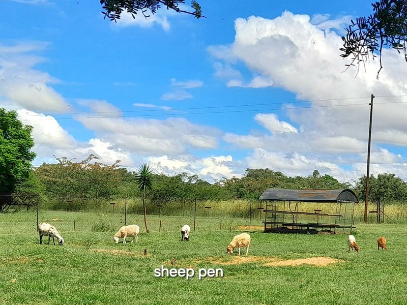 SHEEP and CATTLE farm with Three houses and Rental Income - Photo 2
