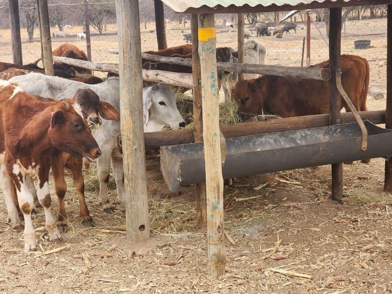 A functional farm livestock feeding area featuring a covered timber structure with a metal trough for cattle.