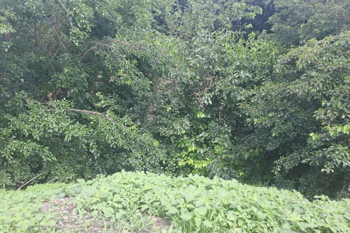 RISIVILLE RARE FIND: 9-HECTARE AGRI-BUSINESS OPPORTUNITY FOR SALE AT R5 MILLION! - Photo 5