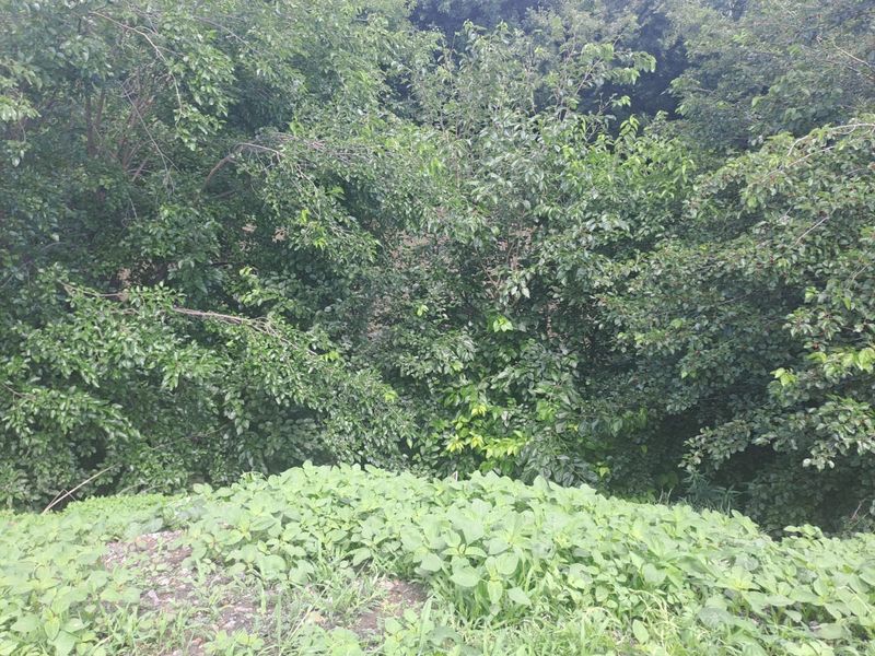 RISIVILLE RARE FIND: 9-HECTARE AGRI-BUSINESS OPPORTUNITY FOR SALE AT R5 MILLION! - Photo 5