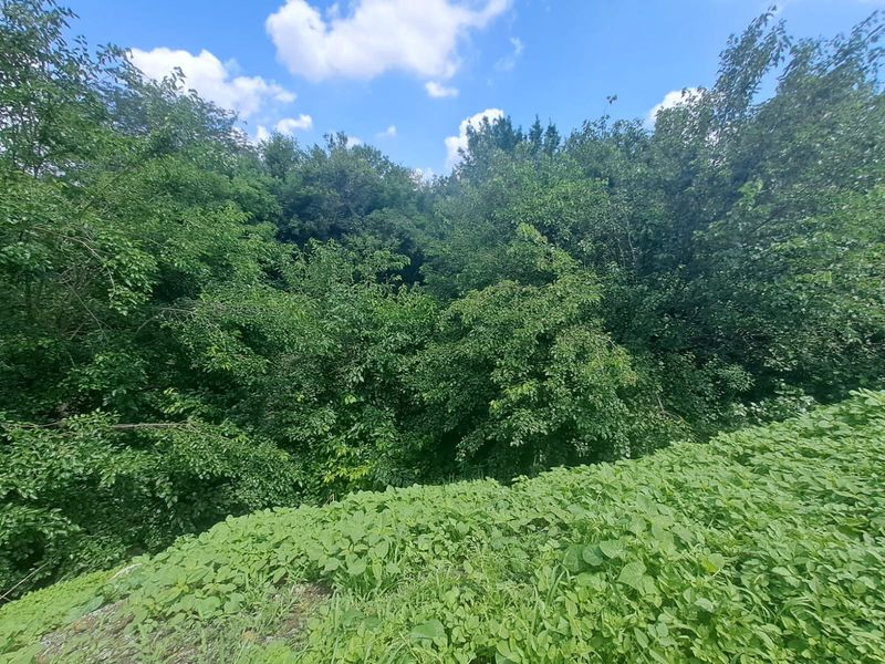 RISIVILLE RARE FIND: 9-HECTARE AGRI-BUSINESS OPPORTUNITY FOR SALE AT R5 MILLION! - Photo 6