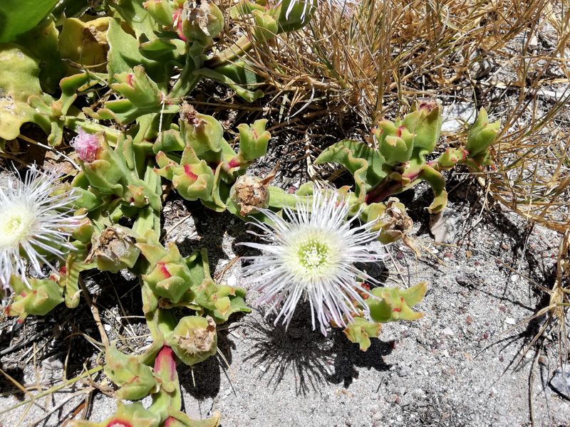 Vacant land for sale St Helena Bay - 290m2 of prime coastal property waiting for your dream Home - Photo 10