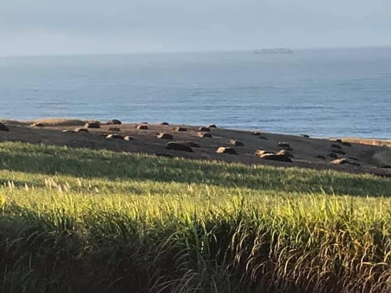 Dream Ocean View Villa: An Investment Opportunity of a Lifetime in Stanger Rural. - Photo 10