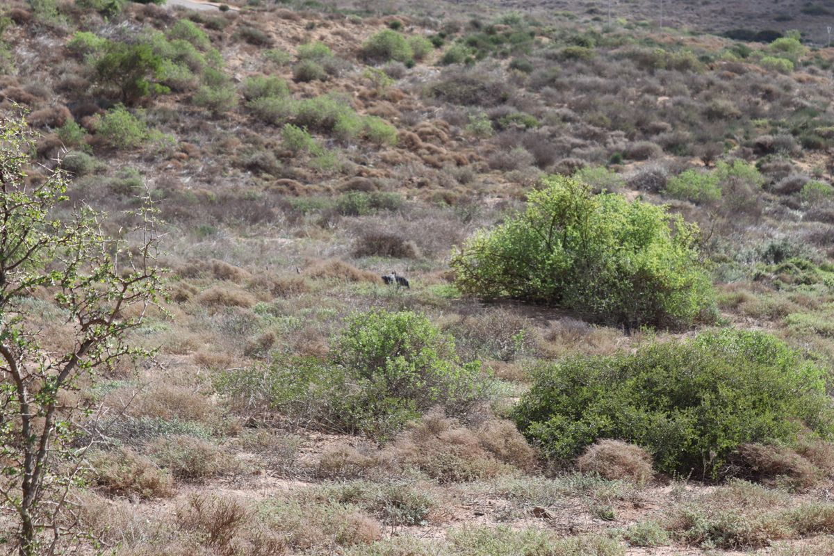 Vacant land for Sale in Kapteins Kloof, St Helena Bay - Photo 5