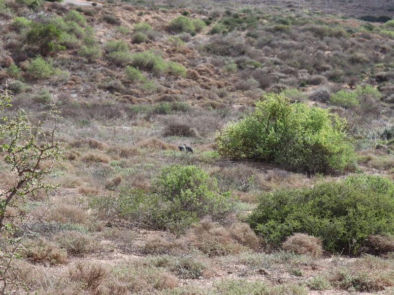 Vacant land for Sale in Kapteins Kloof, St Helena Bay - Photo 5