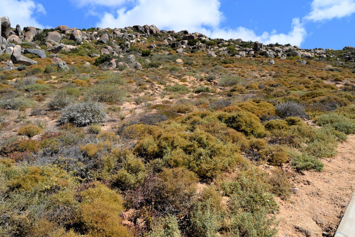 A view of the sloped, natural landscape featuring indigenous vegetation and large rock formations on this vacant residential property.