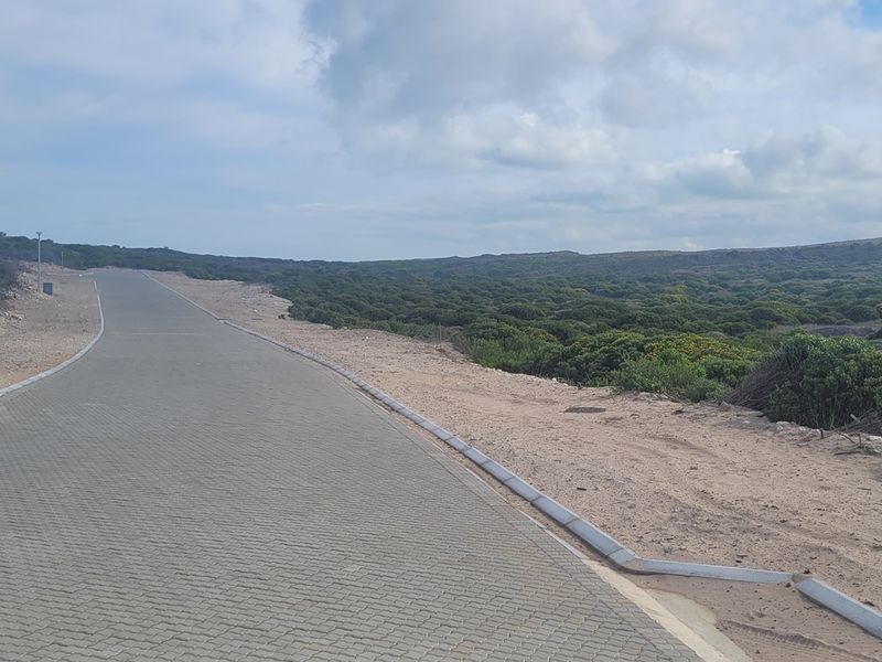 A view of a paved residential street with concrete curbing, bordering natural coastal vegetation and undeveloped land.
