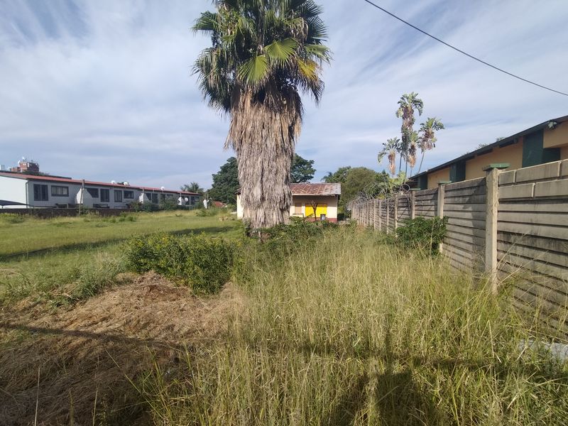 A view of a vacant residential plot featuring overgrown grass, a mature palm tree, and a precast concrete boundary wall.