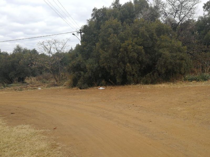 A view of an unpaved dirt road with overhead power lines and a street light, surrounded by natural vegetation.