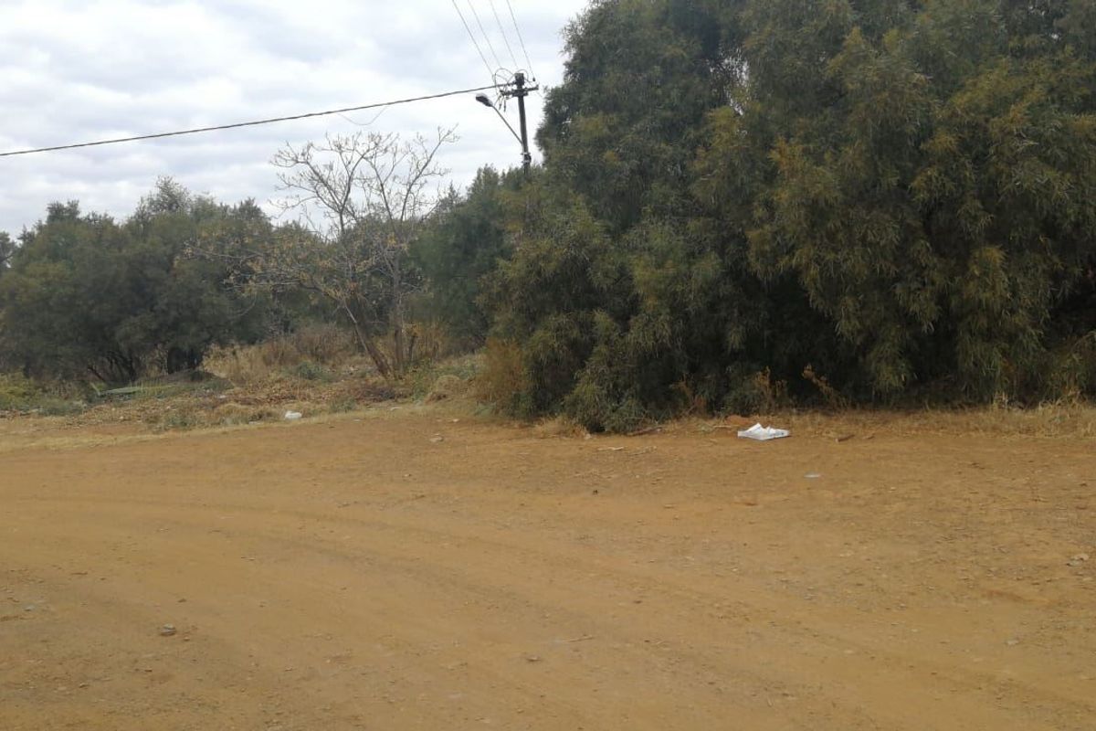 A view of the unpaved street frontage and surrounding vegetation on the vacant residential land.