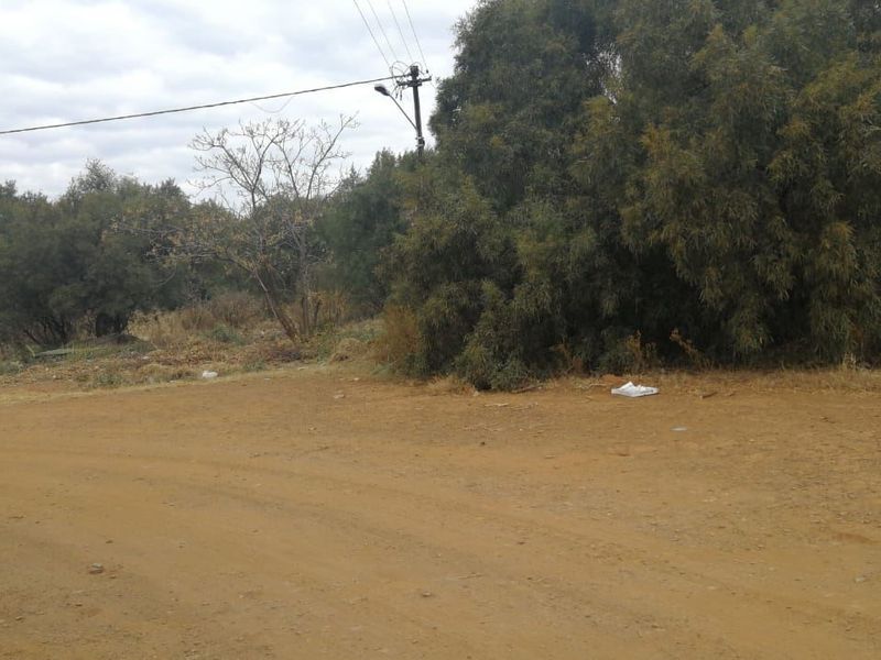 A view of the unpaved street frontage and surrounding vegetation on the vacant residential land.
