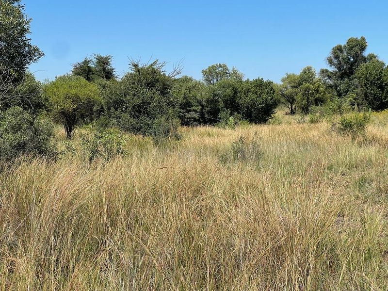 A view of the vacant residential land featuring natural grassland and established native trees.