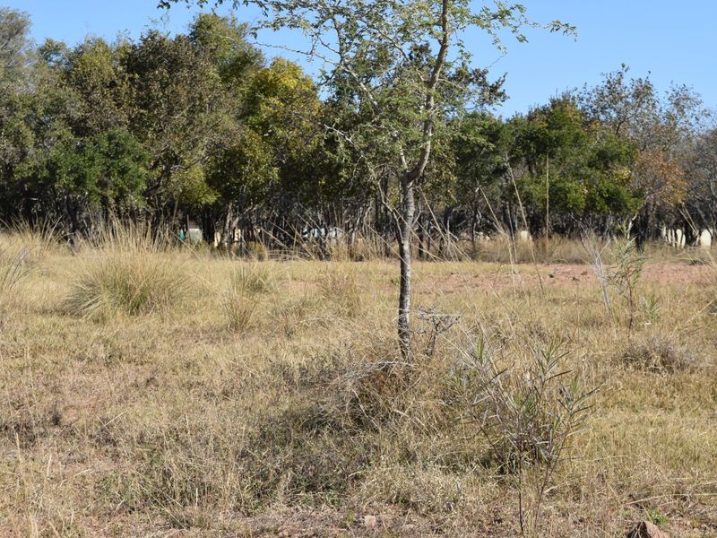A view of a vacant residential plot featuring natural dry grass and established indigenous trees.