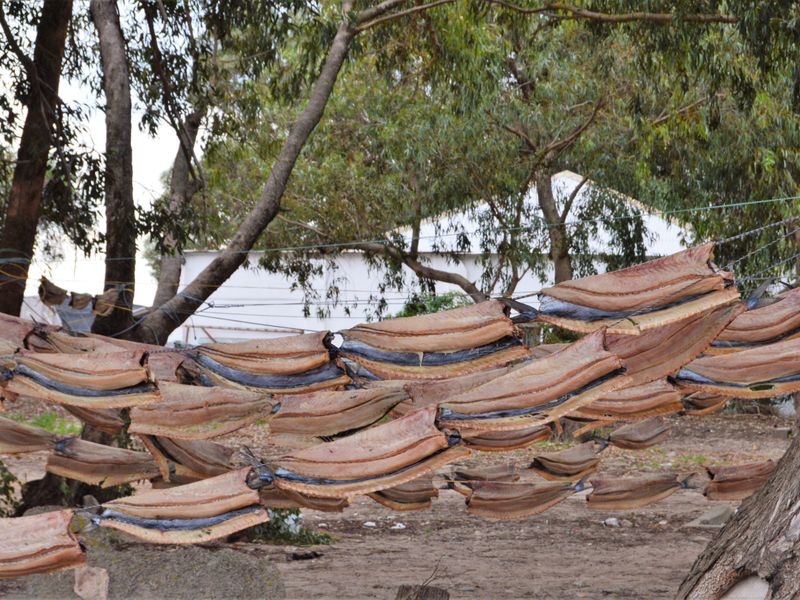 307m2 Plot available for only R499 000-00 in Steenberg Cove, St Helena Bay - Photo 8