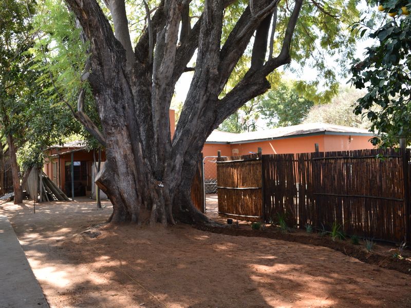 A spacious outdoor garden area featuring a large mature tree, reed fencing, and a concrete pathway leading toward the property entrance.