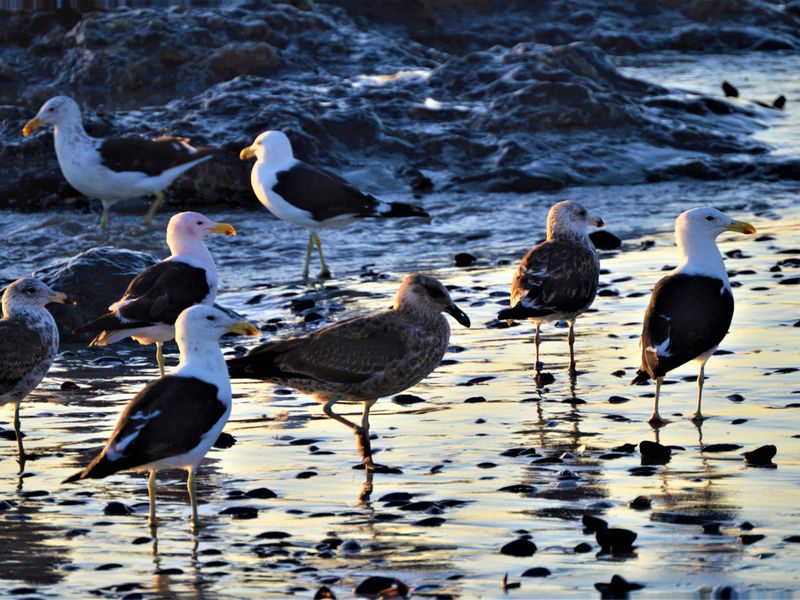 319m2 Plot for sale for only R399 000-00 at Steenbergs Cove, St Helena Bay - Photo 6