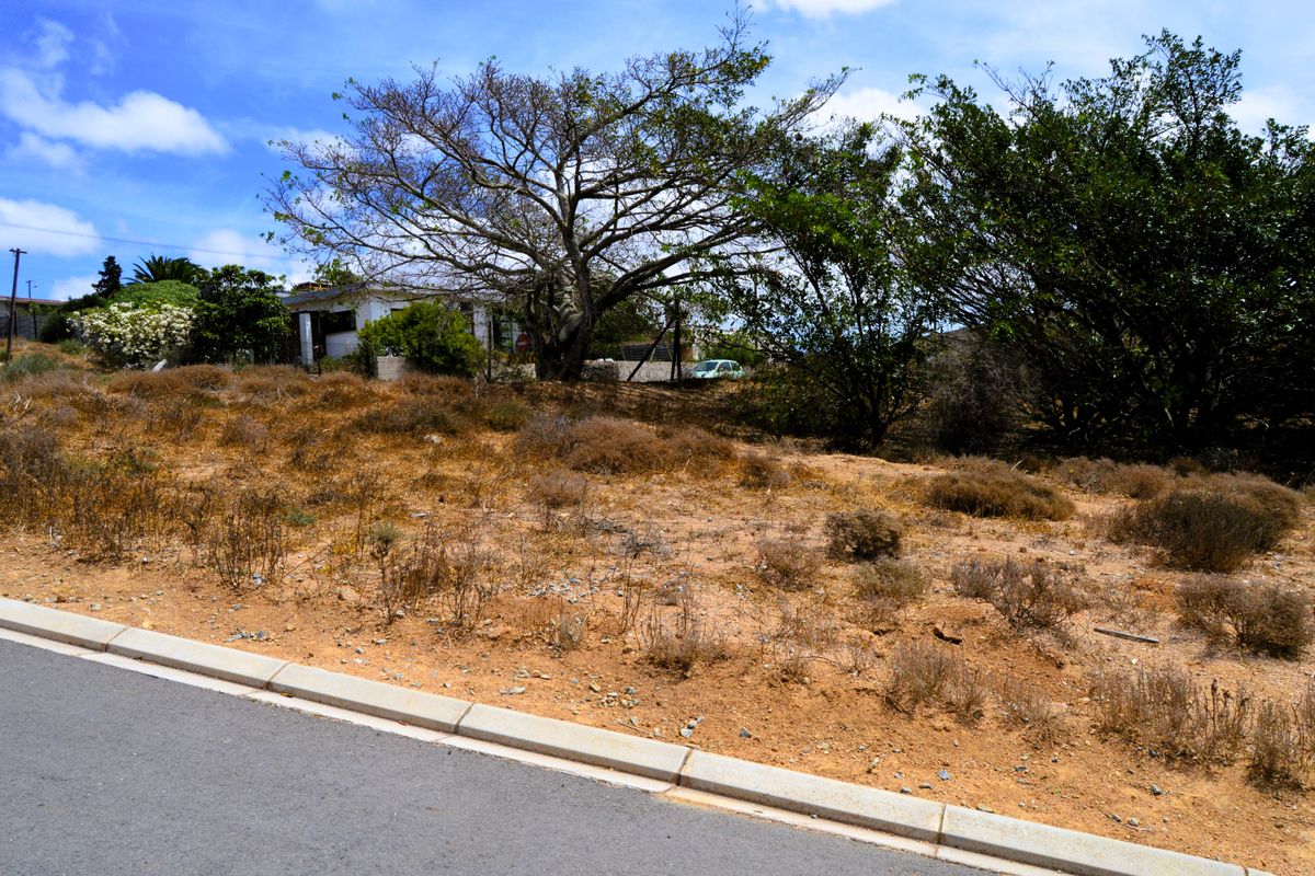 A view of a vacant residential plot from the street, featuring natural vegetation, mature trees, and a paved curb.