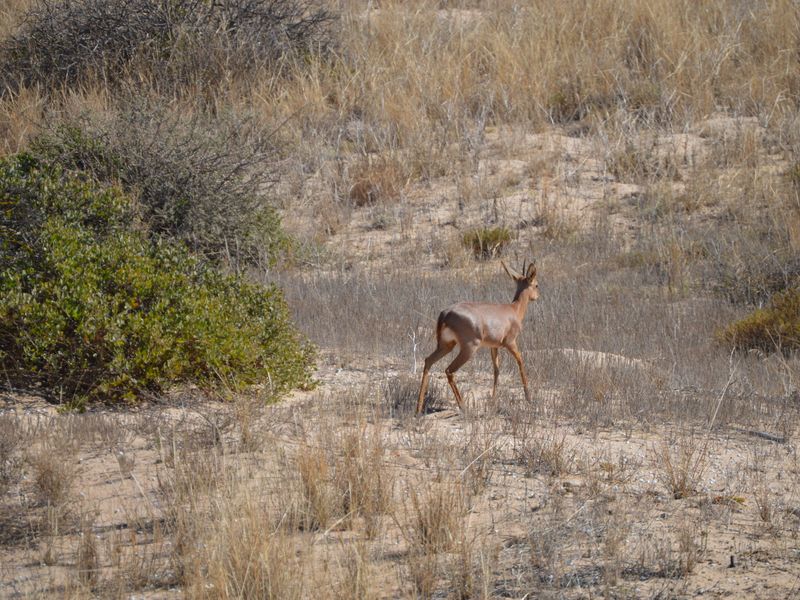 337m2 Plot for sale for only R399 000-00 in Steenbergs Cove, St Helena Bay - Photo 8