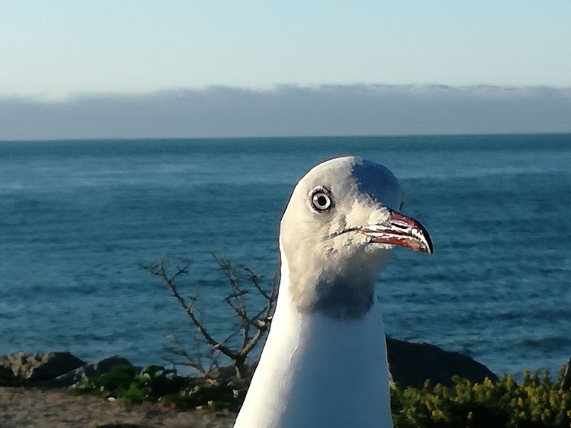 300m2 Plot for sale for R499 000-00 in Steenbergs Cove, St Helena Bay - Photo 9