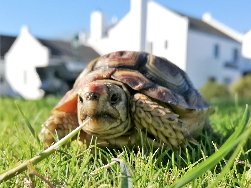 365m2Plot for sale for only R499 000-00 in Kapteinskloof, St Helena Bay, West Coast - Photo 10