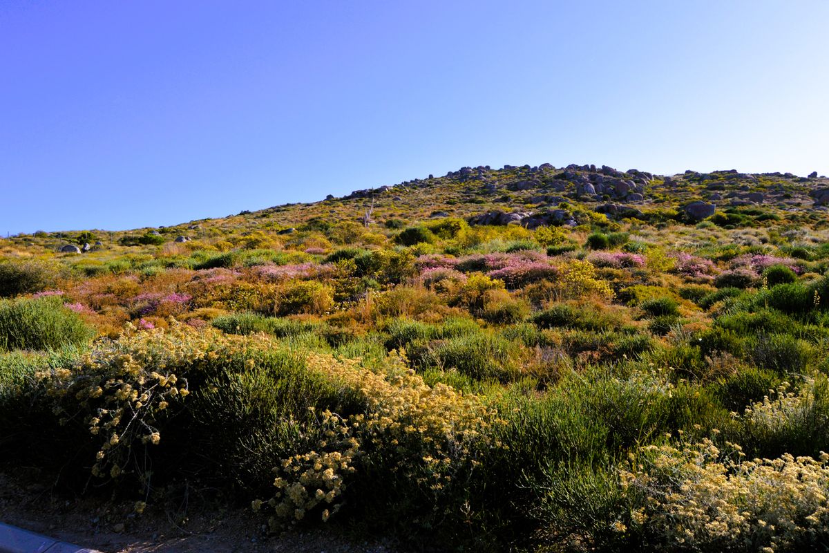 365m2Plot for sale for only R499 000-00 in Kapteinskloof, St Helena Bay, West Coast - Photo 2