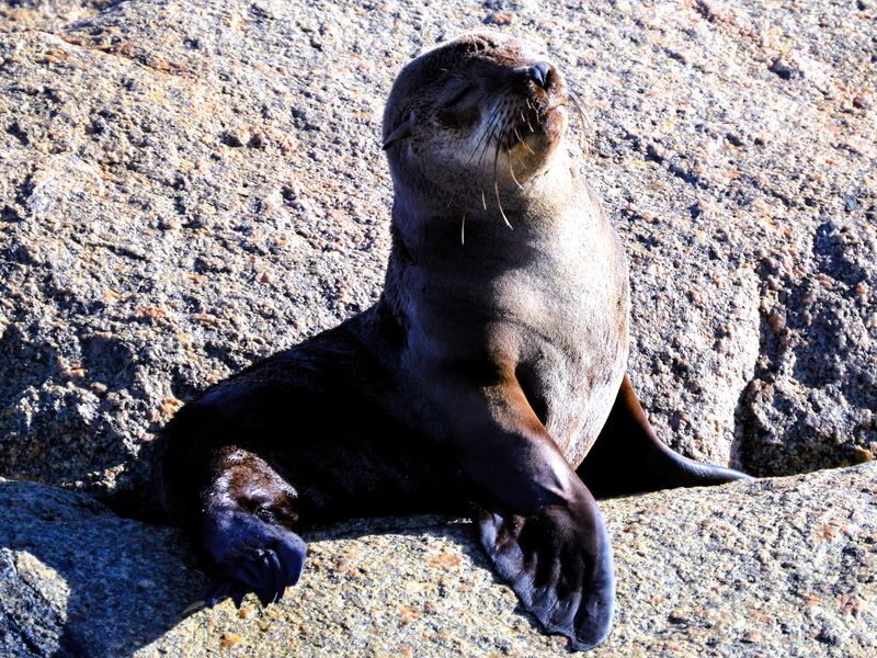 A photograph of a seal resting on rocks, which is not relevant to the residential property audit.