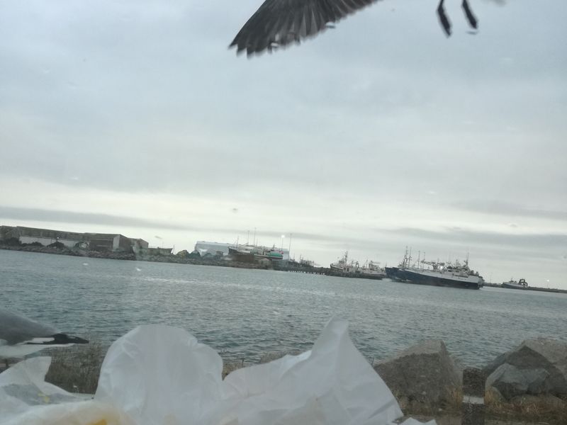 A view of the harbor and fishing vessels from the shoreline.