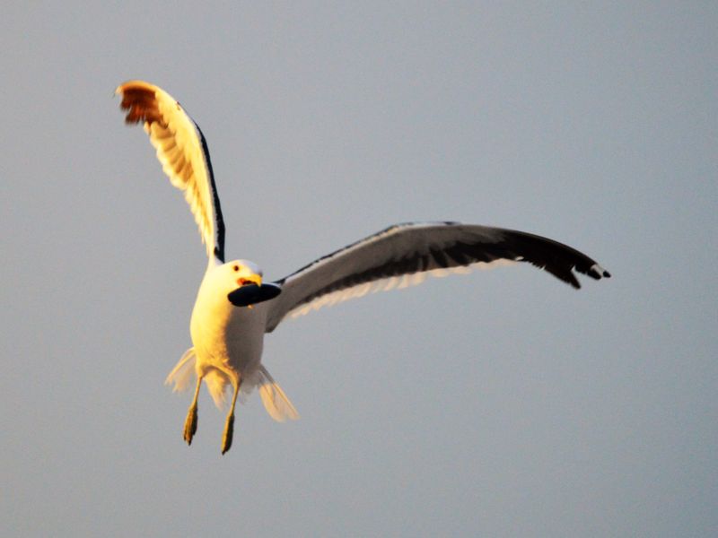 A photograph of a seagull in flight, which does not depict any real estate property or land features.