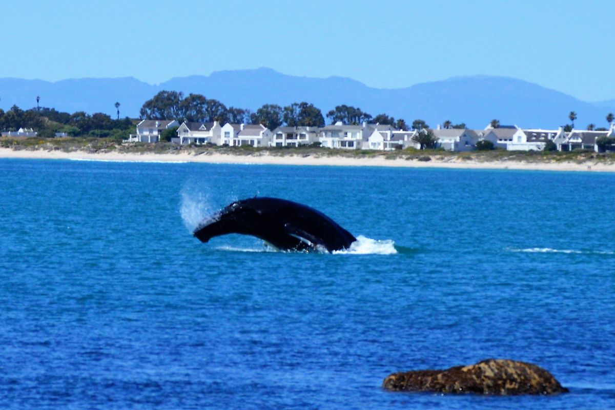 A scenic coastal view featuring a whale breaching in the ocean with residential properties visible along the distant shoreline.