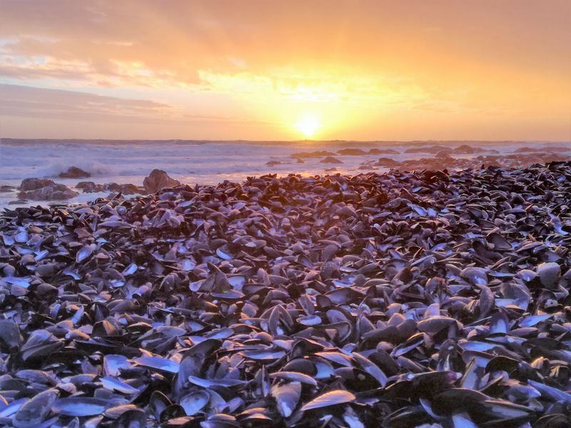 Not to be missed!!! A 369m2 Erf @ R649 000-00 in St Helena Bay. - Photo 10