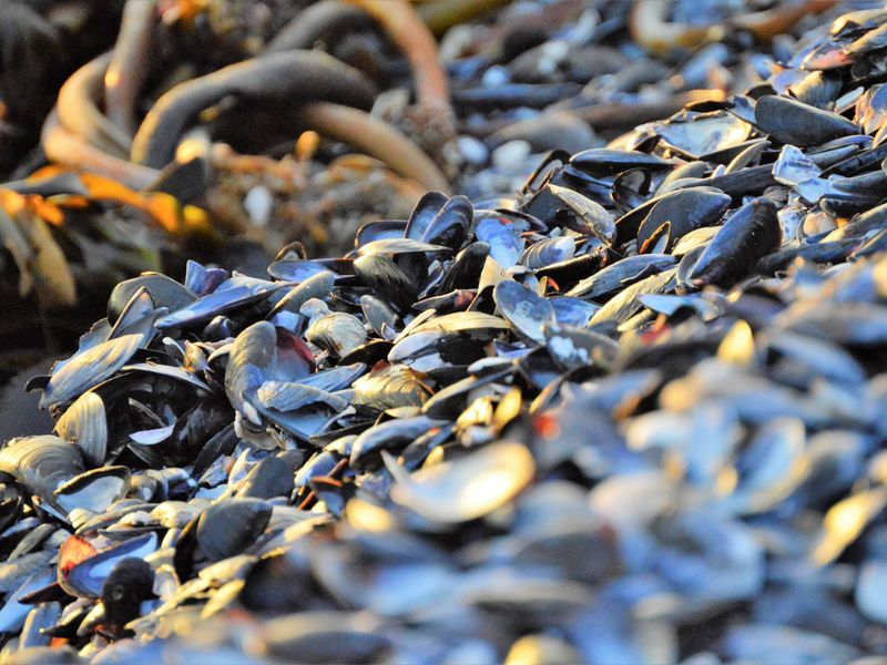 Not to be missed!!! A 443m2 Erf @ R399 000 in St Helena Bay. - Photo 10