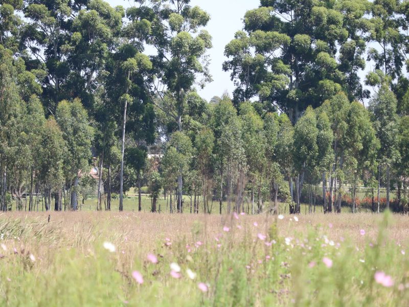 MASSIVE 17.9 Hectares PLUS Houses - Photo 6