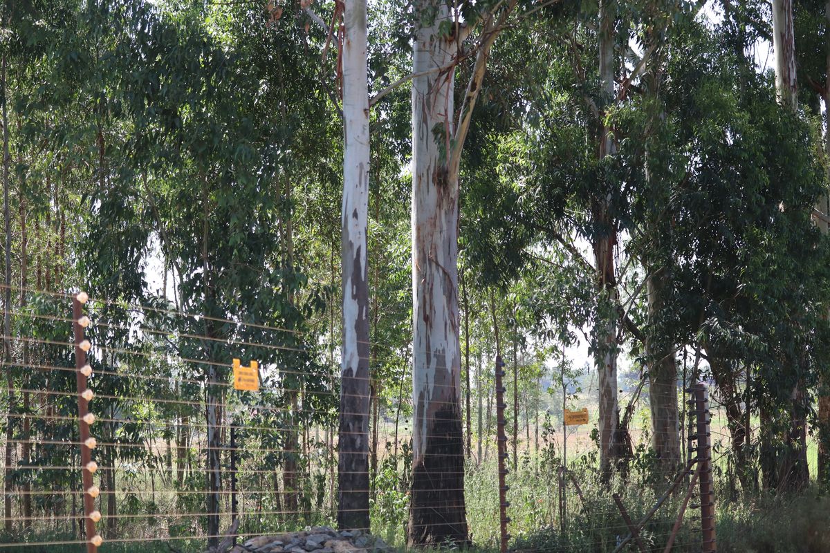 MASSIVE 17.9 Hectares PLUS Houses - Photo 4