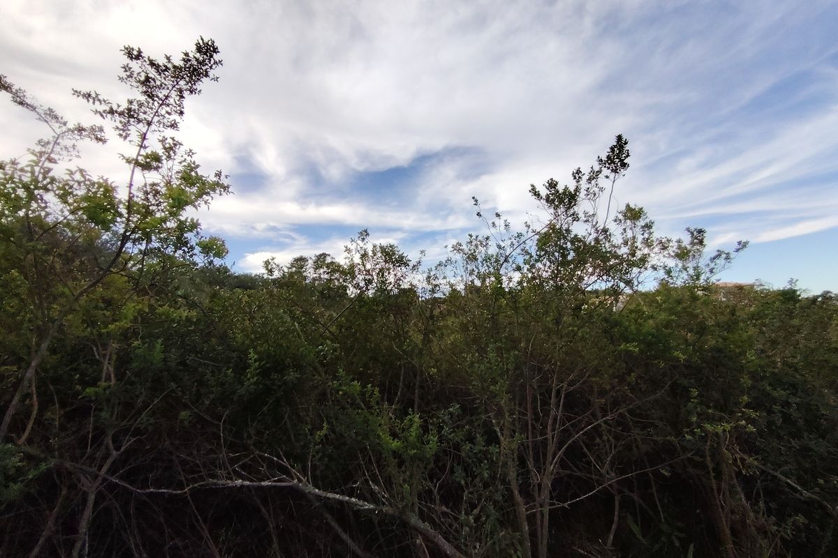 A view of the natural vegetation and mature trees on the residential vacant land plot.