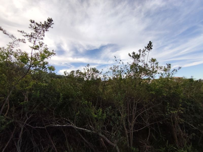 A view of the natural vegetation and mature trees on the residential vacant land plot.