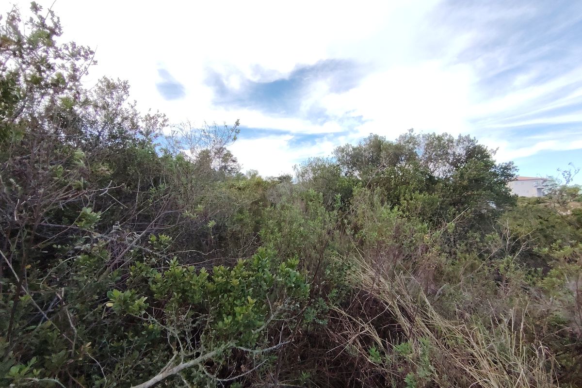 A view of the undeveloped residential land featuring dense native vegetation and natural shrubbery.
