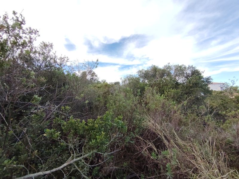 A view of the undeveloped residential land featuring dense native vegetation and natural shrubbery.