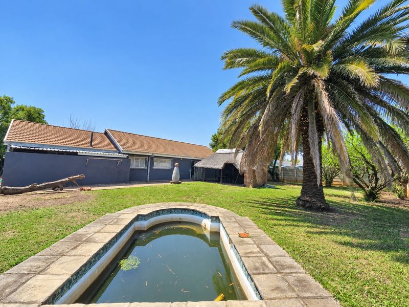 Rear garden featuring a swimming pool, a thatched lapa, and a large palm tree, set against the back elevation of the house.