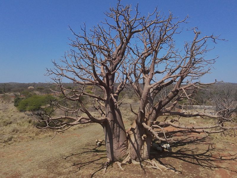 An aerial view of a large, mature baobab tree situated on the open farm landscape.