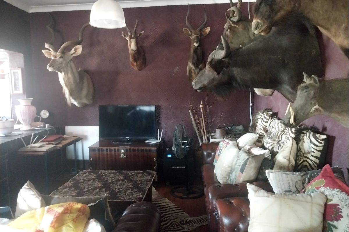 A living room featuring a dark textured feature wall and pendant lighting, currently styled with a collection of taxidermy mounts.
