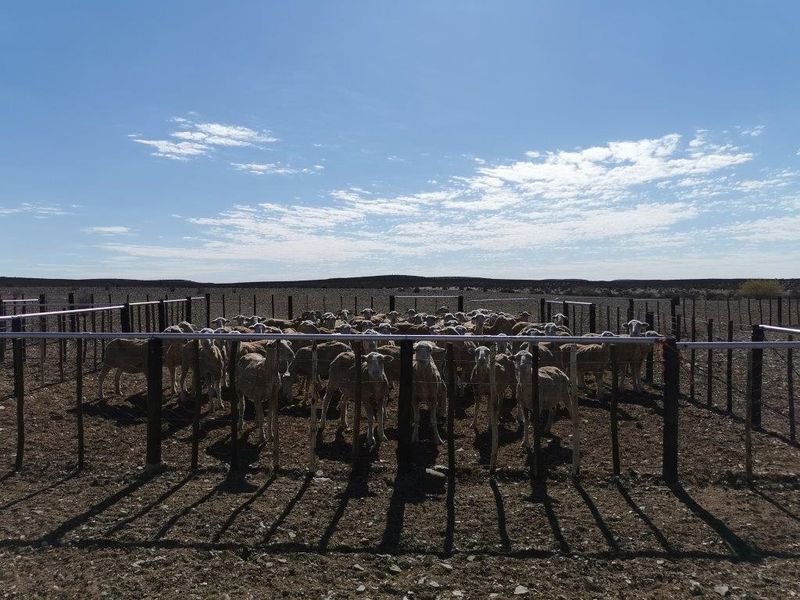 LOERIESFONTEIN: 2 ADJACENT FARMS - Photo 10