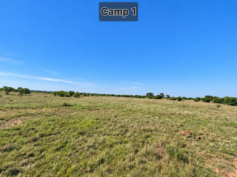A wide-angle view of open grazing land on the farm, featuring natural grass and scattered indigenous trees under a clear blue sky.