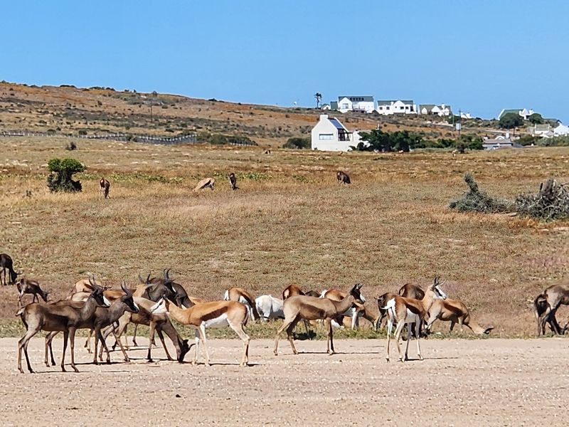Stylish Home with Indoor-Outdoor Living in Scenic Langebaan Country Estate - Photo 7