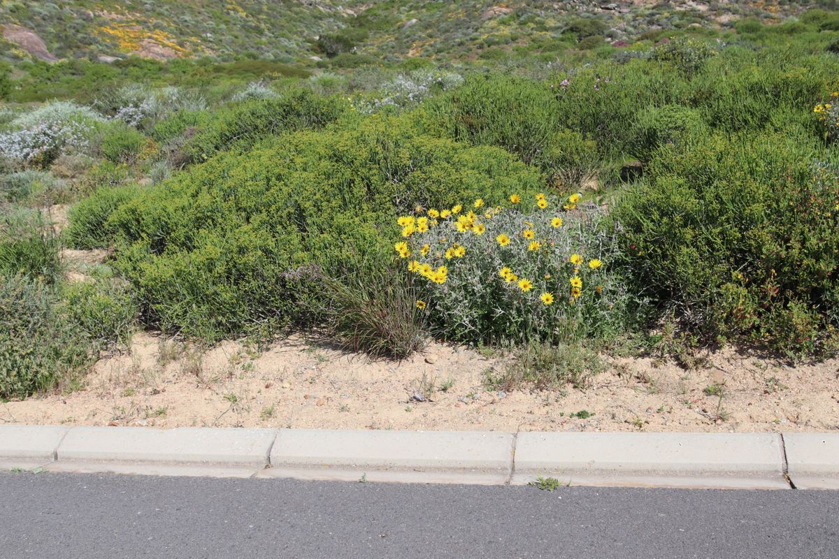 Vacant land for Sale in Steenberg Cove, St Helena Bay - Photo 5