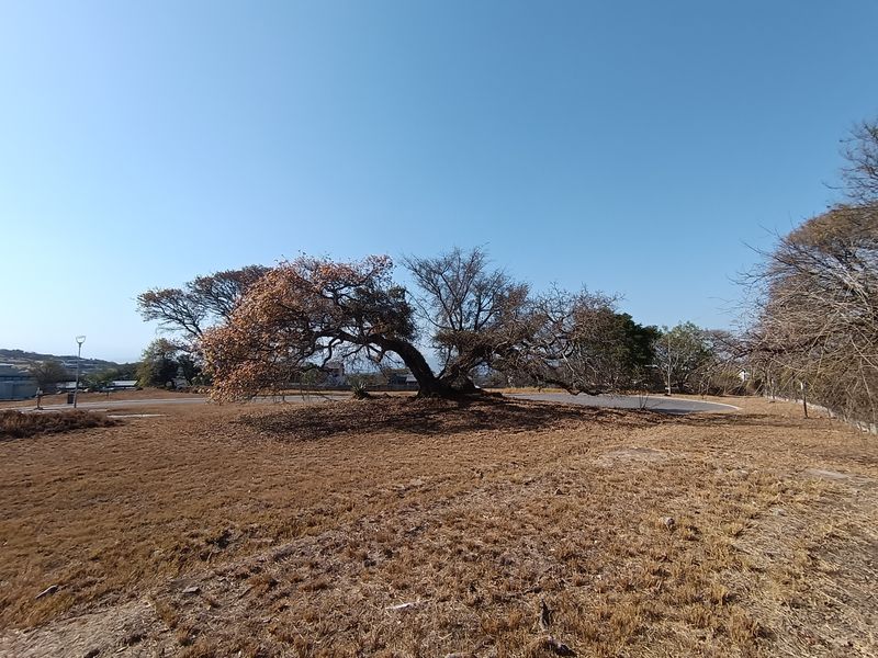 A view of a vacant residential plot featuring a large, mature tree and dry grass landscape.