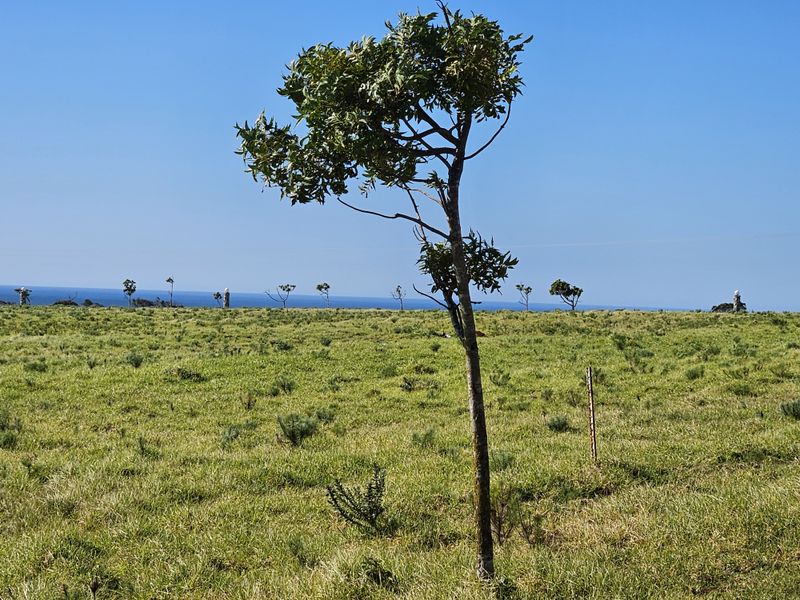 A scenic view of open grassland with a distant ocean horizon, showcasing the natural landscape of the vacant residential property.