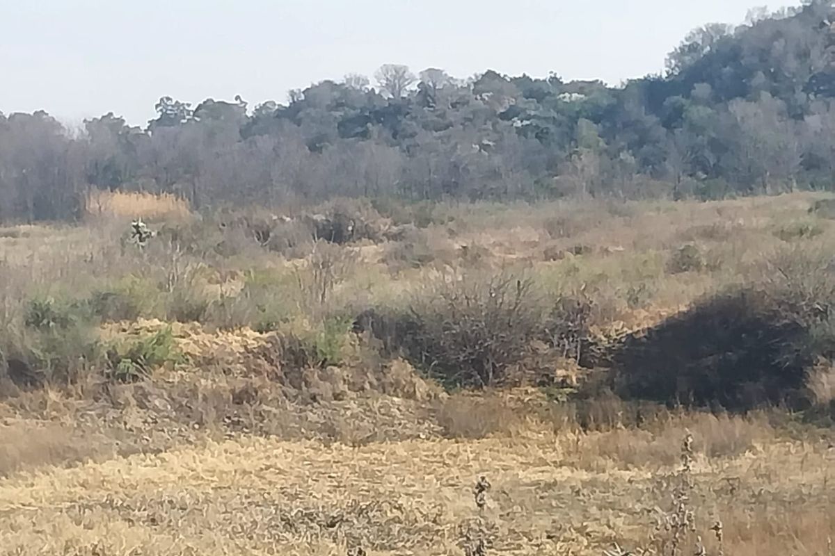 A scenic view of the natural landscape and indigenous vegetation surrounding the small holding property.