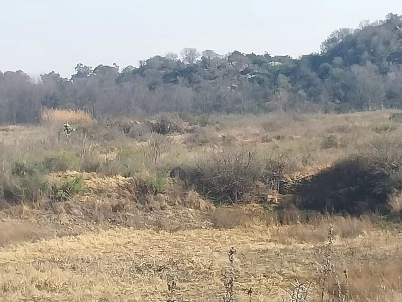 A scenic view of the natural landscape and indigenous vegetation surrounding the small holding property.